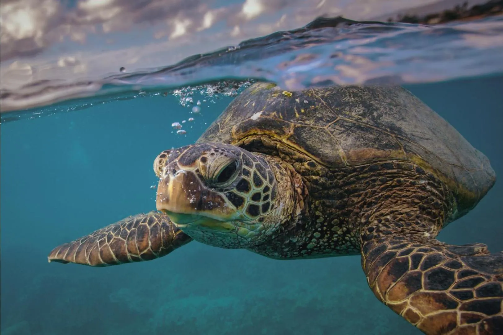 Turtle Sands Bargara Australia