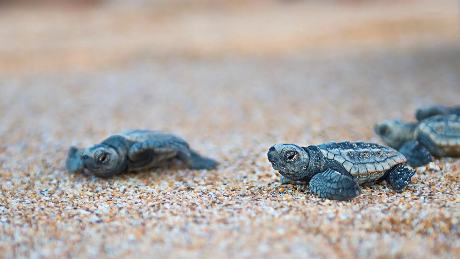 Turtle Sands Bargara Lodge